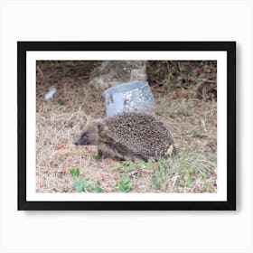 Hedgehog in Garden Britain UK Art Print