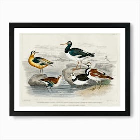 European Oyster Catcher, Grey Phalarope , Purre Or Dunlin, Ringed Dotterel, Turnstone, Oliver Goldsmith Art Print