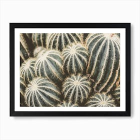 Cactus Garden Art Print