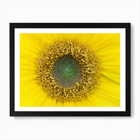 Sunflower Stock Videos & Royalty-Free Footage Art Print