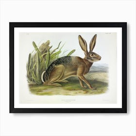 Californian Hare, John James Audubon Art Print