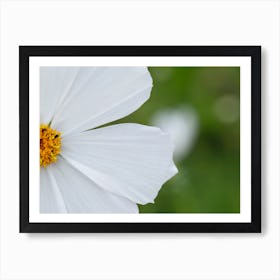 White Cosmos Flower Art Print