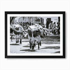 Downtown Fort Worth Texas - Cattle Drive Art Print