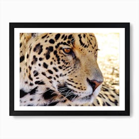 Jaguar Close Up Art Print