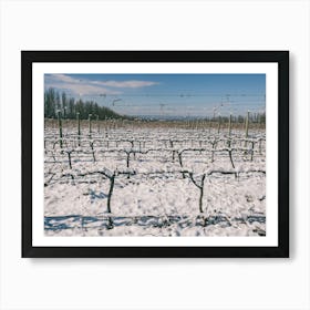 Unitltled 17 - Snow in the Vineyard Series Art Print