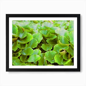 Water Lilies Art Print