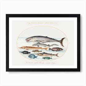 Sperm Whale, Sturgeon, Shark And Other Fish (1575–1580), Joris Hoefnagel Art Print