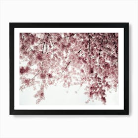 Spring Cherry Blossoms Poster