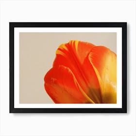 Tulip Form 2 Art Print