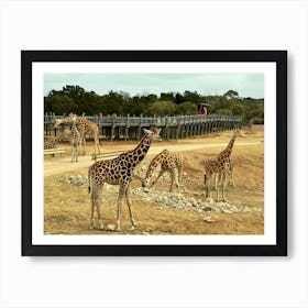 Giraffes At The Zoo Art Print