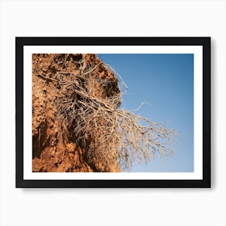 Natural Roots // Ibiza Nature & Travel Photography Art Print