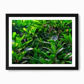 Green house plant leaves Art Print