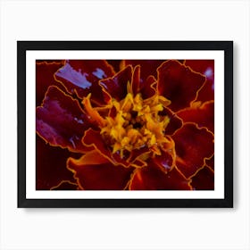 Red Marigold Flower Art Print