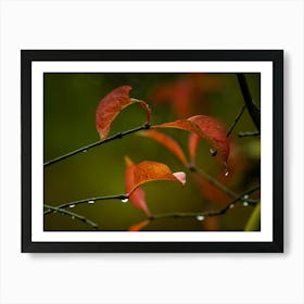 Autumn Leaves Art Print