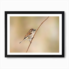 Sparrow on brown Art Print