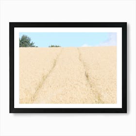 Barley field, Fife 11626 Art Print