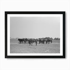 Untitled Photo, Possibly Related To Mules, Lake Dick Cooperative Association, Lake Dick, Arkansas By Art Print