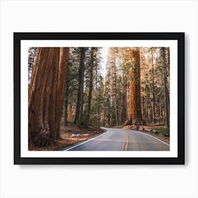 Redwood Road Art Print