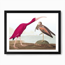 Scarlet Ibis Final Art Print