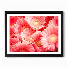 Pink Gerberas Art Print