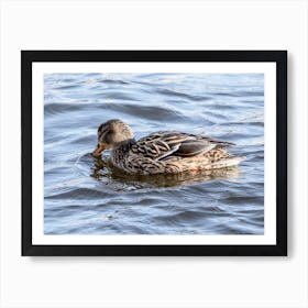 Female Mallard Looking For Food Art Print