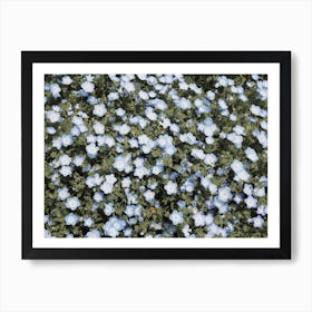 Tiny Blue Flowers Art Print