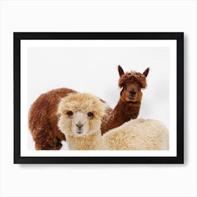 Alpacas In The Snow Art Print