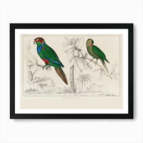 Two Parrots Art Print