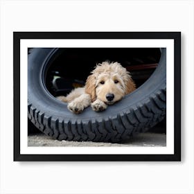 An 1069 Goldendoodle Laying Down In A Large Tire 7x5 Art Print