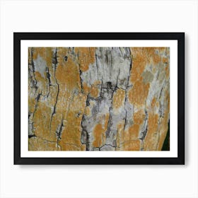 Bark Of A Tree Maldives Art Print