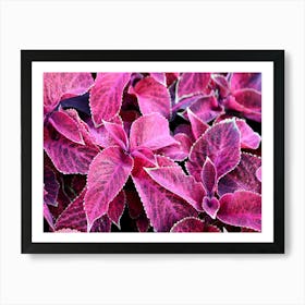 Pink-Purple leaves Art Print