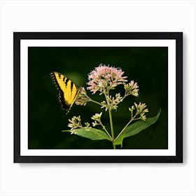 Yellow Swallowtail Art Print