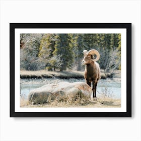 Bighorn Sheep Near River Art Print