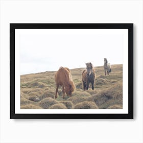 Iceland Horses Art Print