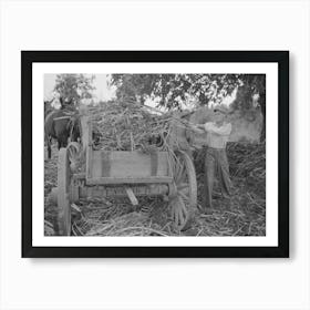 Farmer Loading Strippings From Sorghum Into Wagon, Lake Dick Project, Arkansas By Russell Lee Art Print