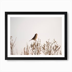 White Crowned Sparrow Art Print