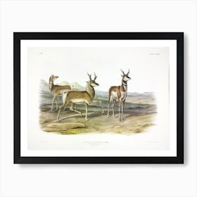 Prong Horned Antelope, John James Audubon Art Print