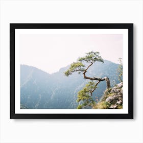 Sokolica Pine Tree Art Print