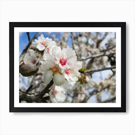 White almond blossoms in the sunlight Art Print