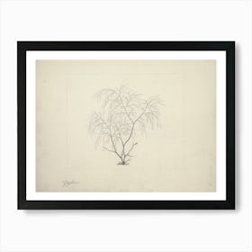 Seaweed, Luigi Balugan Art Print