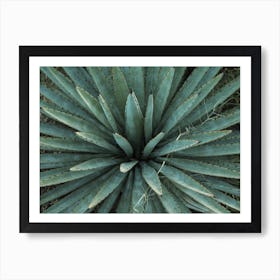 Spiked Leaves Art Print