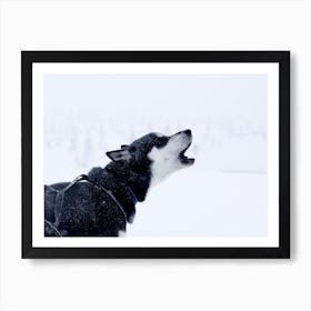 A husky howling in Norway Poster