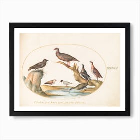 Flying And Amphibious Animals, Joris Hoefnagel (15) Art Print