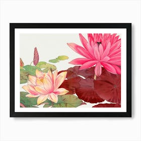 Chinese Water Lilies 1 Art Print