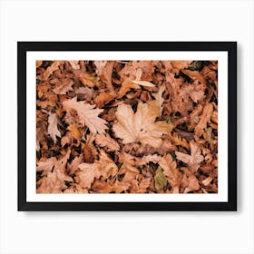 Leaves On Forest Floor Art Print