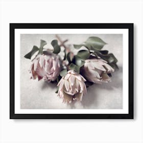 Pale Proteas 1 Art Print