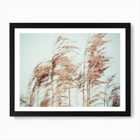 Wild Pampa Grass Reeds  Art Print