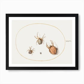 Three Large Spiders And One Small Spider (1575–1580), Joris Hoefnagel Art Print