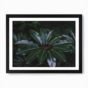 Green Botanicals Art Print