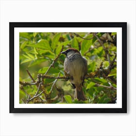 Sparrow - Sparrow Stock Videos & Royalty-Free Footage Art Print